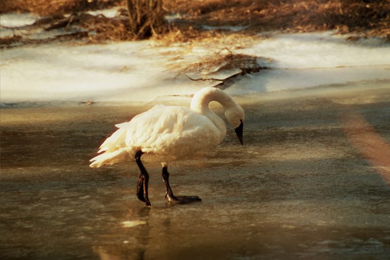 A white swan walks on a partially frozen, shallow pond surrounded by snow and bare ground, with soft sunlight illuminating the scene—captured in the timeless style of film photography. | Photo by Millworks Film Photography & Prints