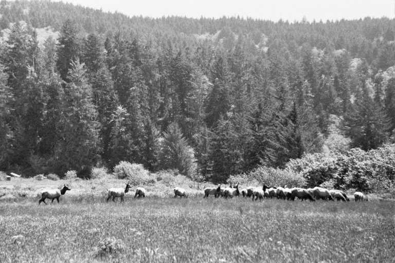 A herd of elk grazes in a grassy field with dense, tall pine trees in the background under a bright sky, captured in stunning detail through professional photography. | Photo by Millworks Film Photography & Prints