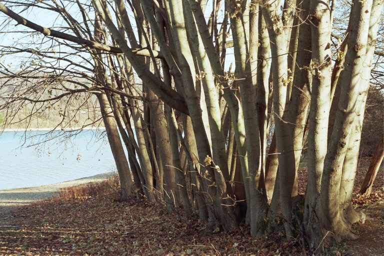 A cluster of leafless trees stands on a leaf-covered ground near the edge of a calm lake, sunlight casting shadows and highlighting the tree trunks—captured in the timeless style of film photography. | Photo by Millworks Film Photography & Prints