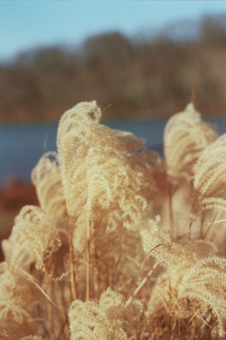 Golden, feathery tall grass sways gently in the foreground, captured through film photography, with a blurred background of a blue lake and trees under a clear sky. | Photo by Millworks Film Photography & Prints