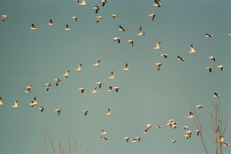 A large flock of birds flies across a clear blue sky, with a few bare branches visible at the bottom of this captivating film photo. | Photo by Millworks Film Photography & Prints