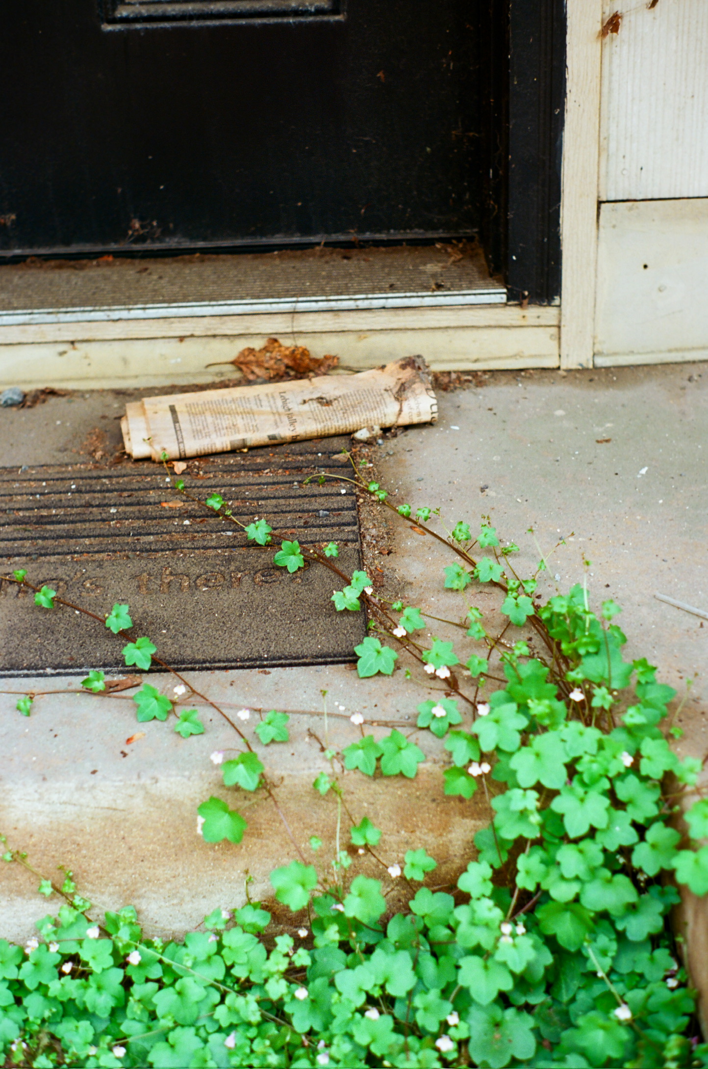 A weathered newspaper lies on a doormat in front of a black door, with green leafy plants growing over the concrete steps nearby—a scene reminiscent of classic film photography. | Photo by Millworks Film Photography & Prints