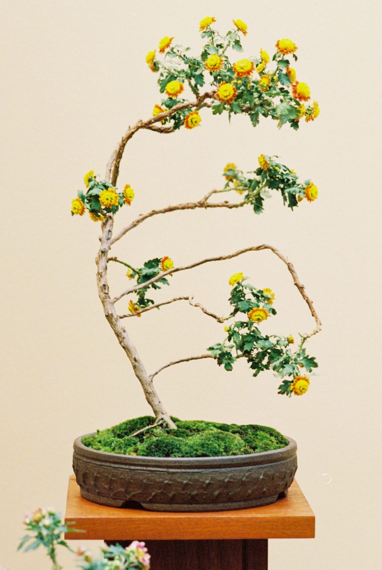 A small bonsai tree with yellow flowers and sparse green leaves grows in a shallow, round pot with a moss-covered base, displayed on a wooden stand against a plain beige background, captured in the soft tones of film photography. | Photo by Millworks Film Photography & Prints