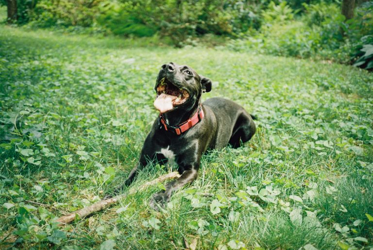 A black dog with a red collar lies on green grass, mouth open and tongue out, appearing happy and playful with a stick in front of it. Lush foliage creates a vivid backdrop in this charming film photography shot. | Photo by Millworks Film Photography & Prints