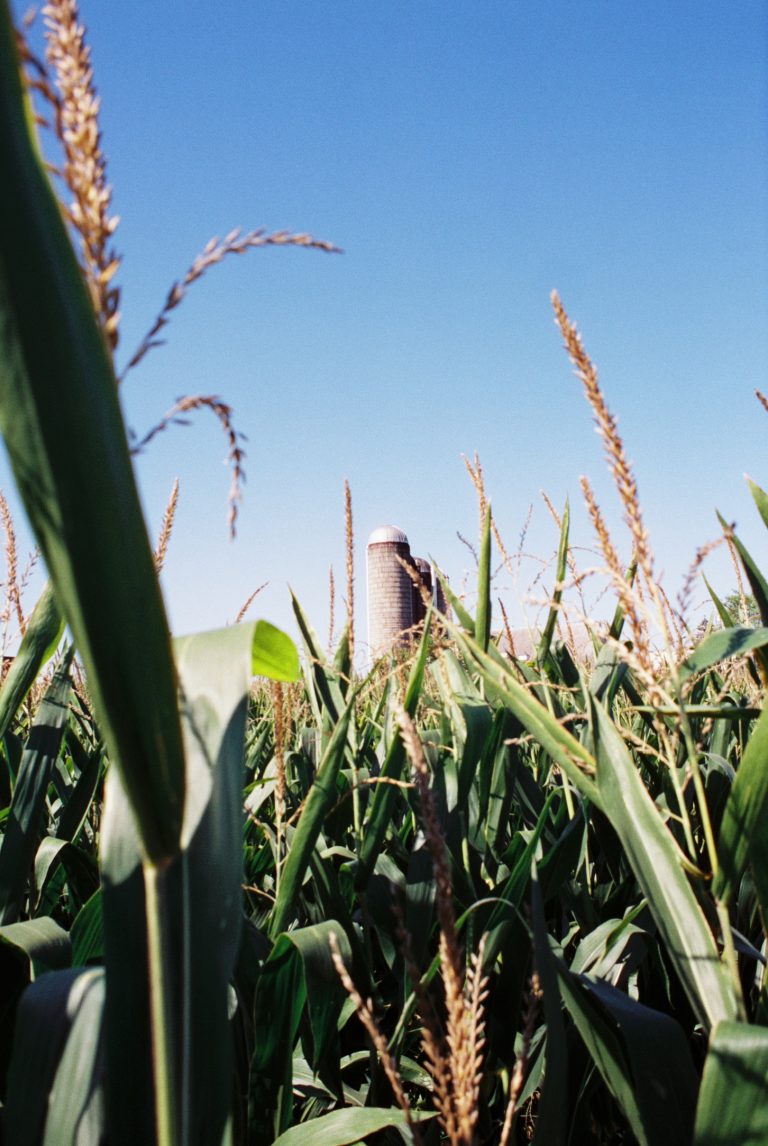 Tall green corn plants with tassels fill the foreground, while a cylindrical silo rises in the distance against a bright, clear blue sky—captured in vivid detail through professional photography. | Photo by Millworks Film Photography & Prints