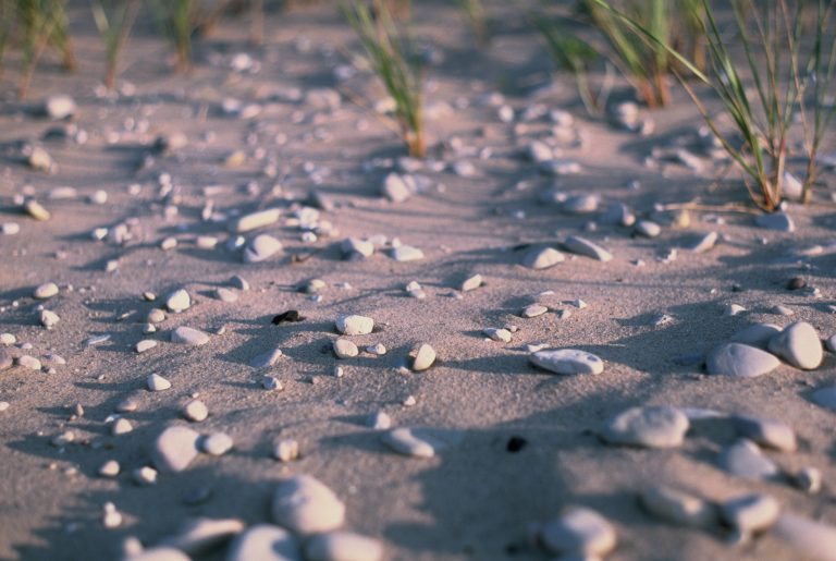 Smooth white stones and scattered pebbles lie on sandy ground with sparse blades of green grass growing in the background, bathed in natural sunlight—capturing the timeless warmth of a film photo. | Photo by Millworks Film Photography & Prints