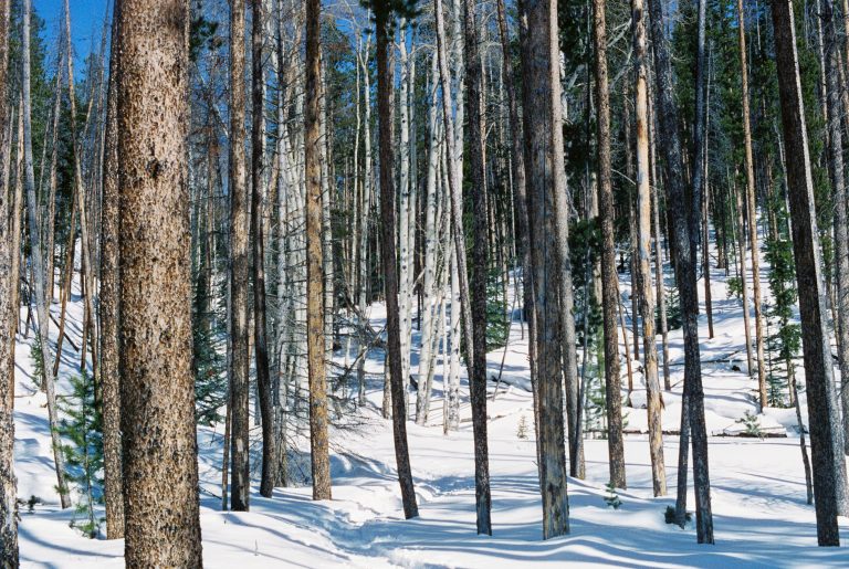 Tall, thin trees stand in a snowy forest with sunlight casting shadows on the ground. Patches of blue sky peek through the branches, and a narrow, snowy path weaves between the trees in this serene film photography scene. | Photo by Millworks Film Photography & Prints