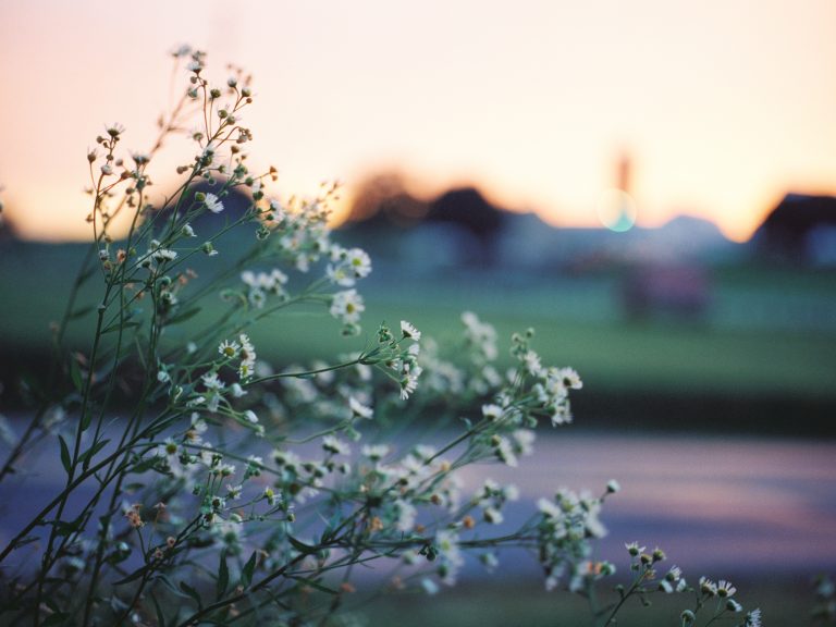 Delicate white wildflowers in focus are set against a softly blurred background of a rural landscape at sunset, with warm pastel colors filling the sky in this serene example of professional photography. | Photo by Millworks Film Photography & Prints
