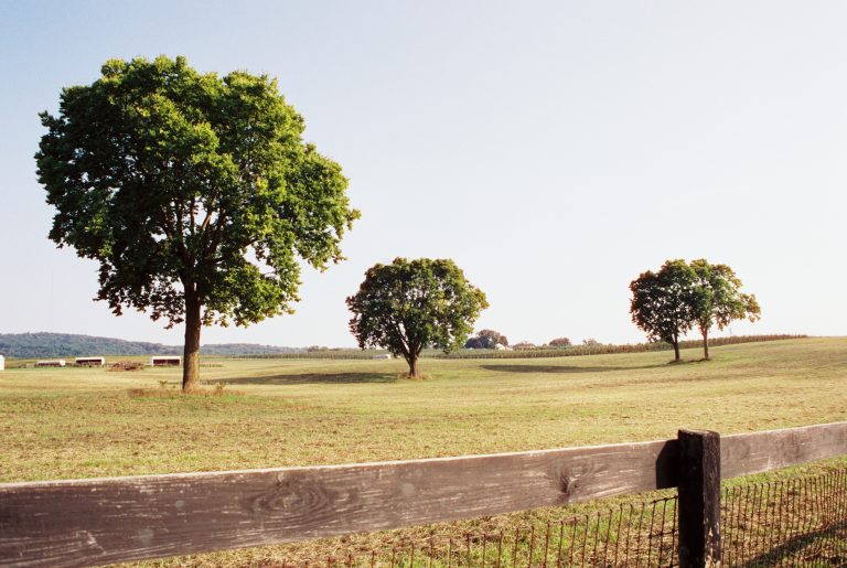 A rural landscape with green fields, three large leafy trees scattered across the grass, a wooden fence in the foreground, and a clear sky above—captured with the timeless charm of film photography. | Photo by Millworks Film Photography & Prints