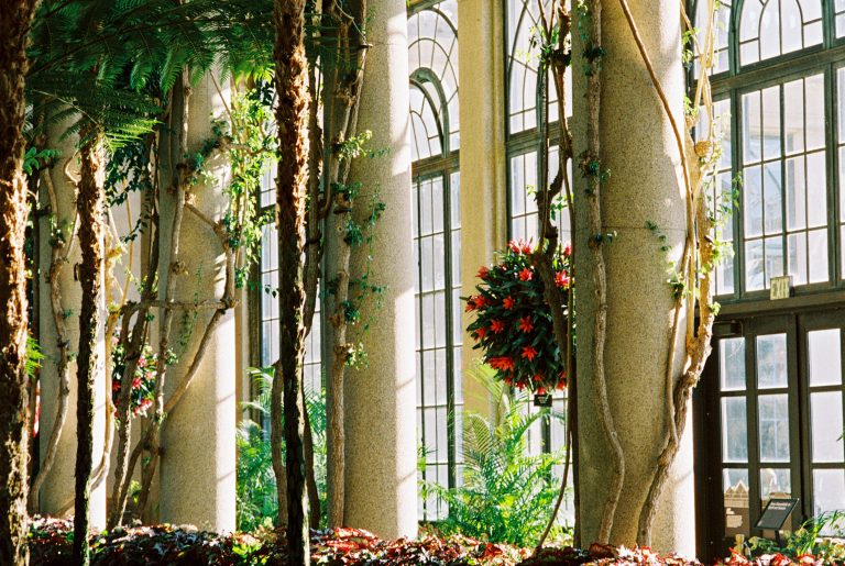 Tall arched windows and columns are decorated with climbing plants and a hanging red flower arrangement. Sunlight streams in, illuminating lush green foliage and a garden bed below—captured beautifully through film photography. | Photo by Millworks Film Photography & Prints