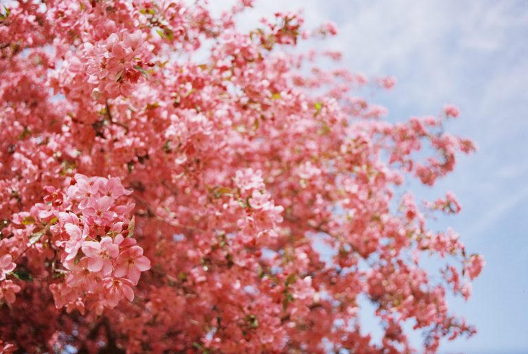 A tree covered in vibrant pink blossoms fills the left side of this film photo, with a bright blue sky and scattered clouds in the background. | Photo by Millworks Film Photography & Prints