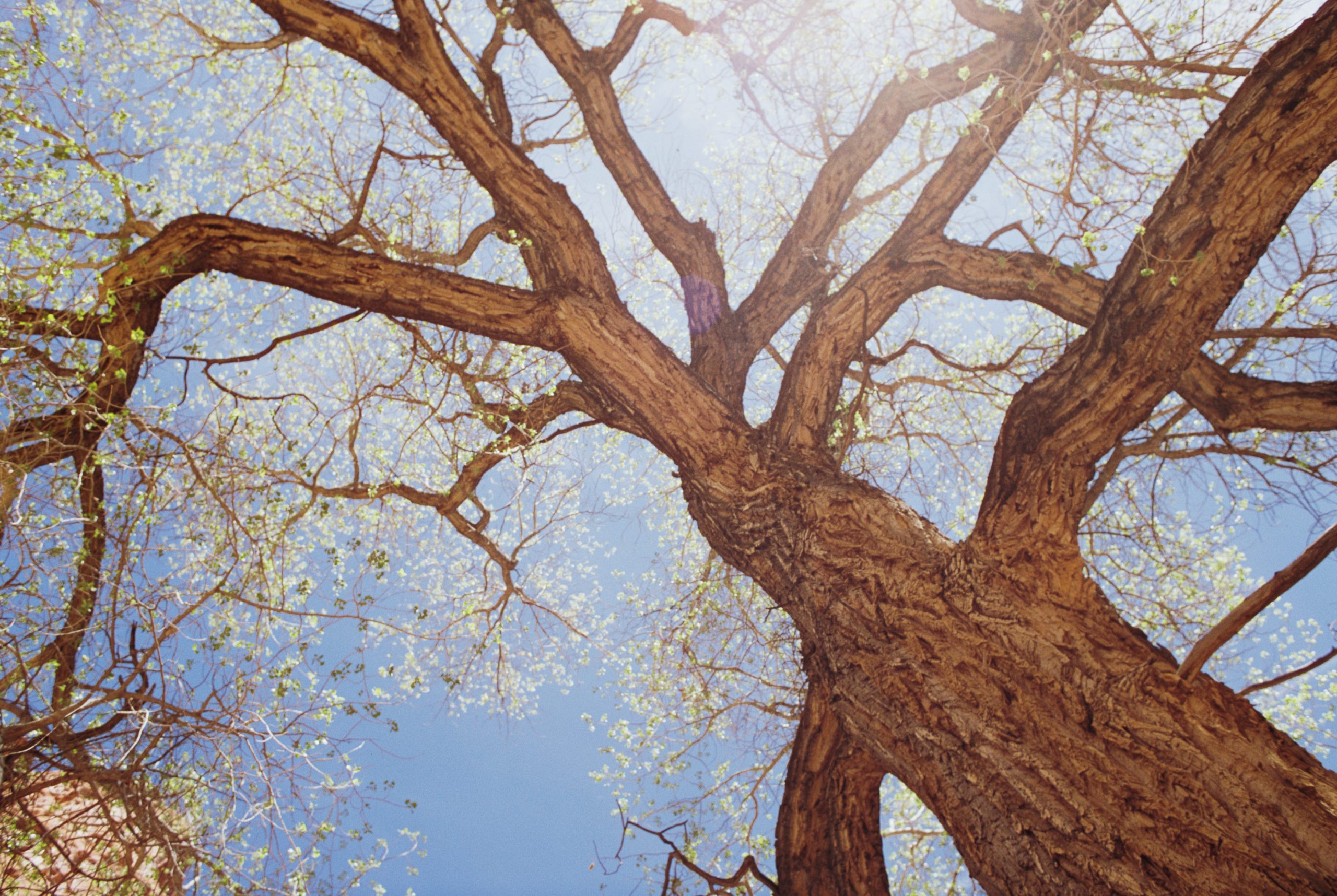 Looking up at a large tree with rough bark and spreading branches against a bright blue sky, sunlight filters through small, fresh green leaves—a scene captured beautifully in film photography. | Photo by Millworks Film Photography & Prints