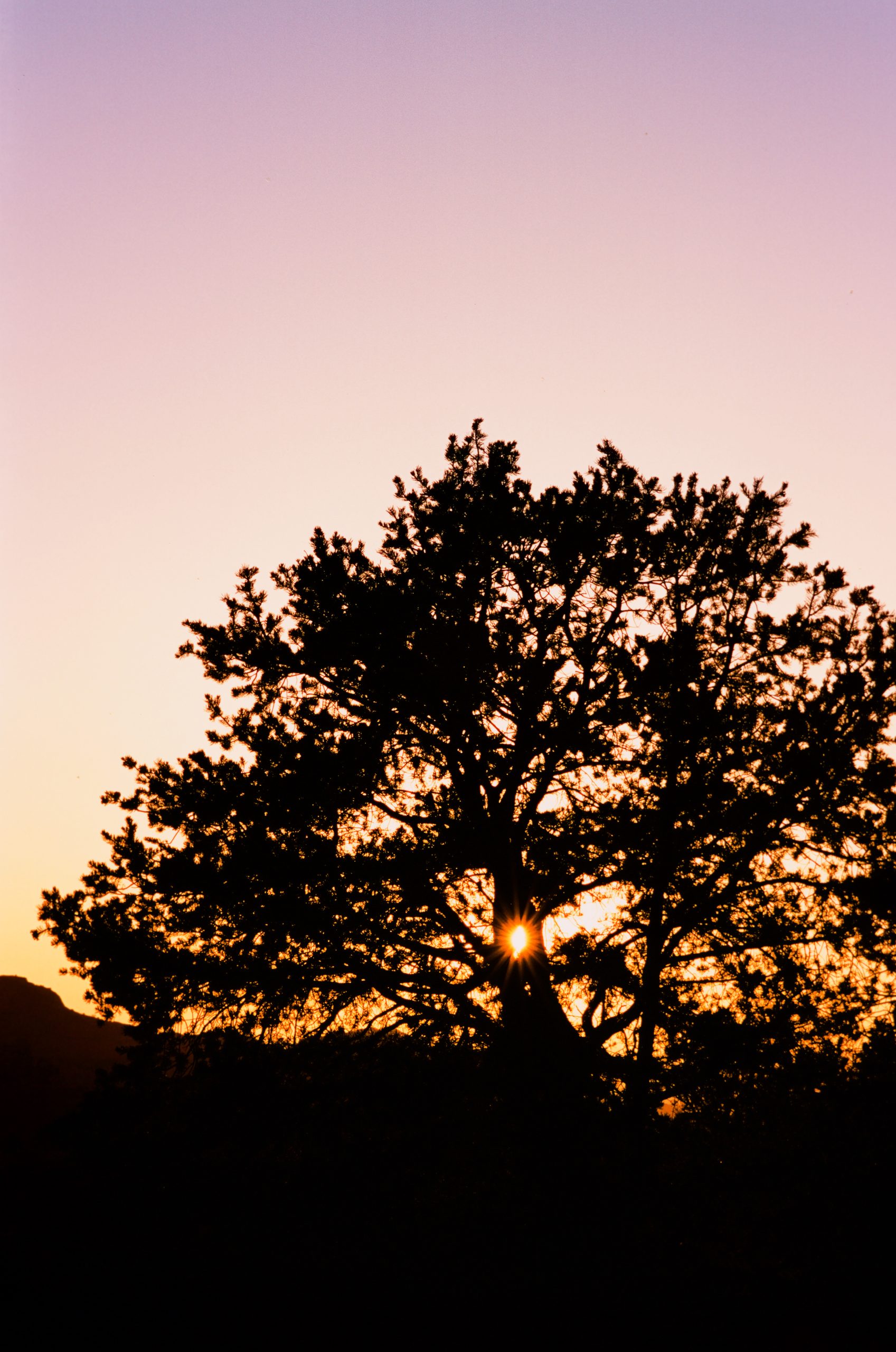 A large tree is silhouetted against a colorful sunset sky, with the sun shining through its branches and casting an orange and purple glow, reminiscent of classic film photography. | Photo by Millworks Film Photography & Prints