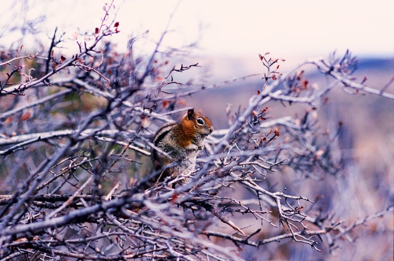A small squirrel with a striped back sits on the branches of a leafless shrub, surrounded by twigs and buds, captured in soft tones that evoke classic film photography against a blurred natural landscape. | Photo by Millworks Film Photography & Prints