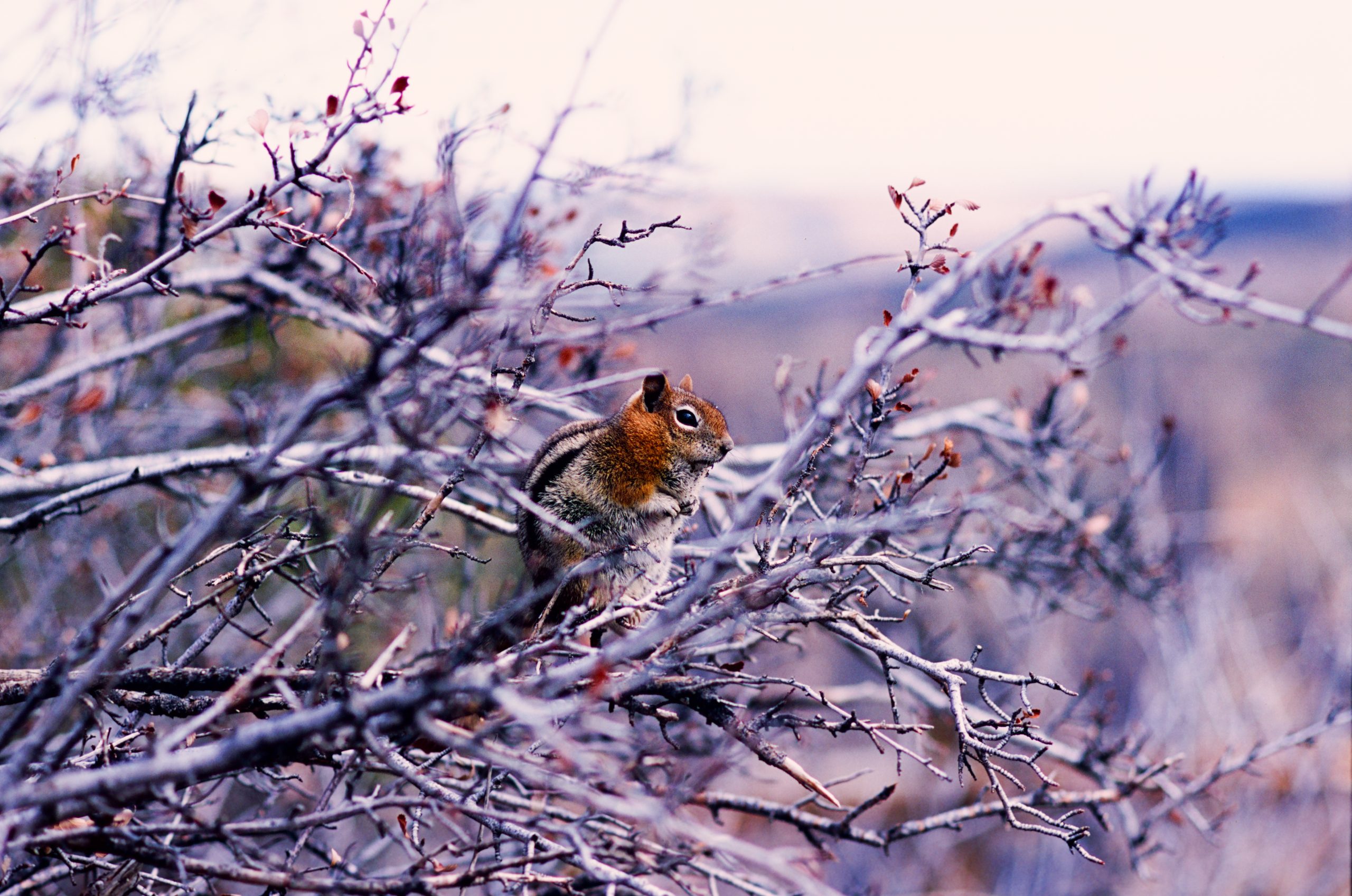 A small squirrel with a striped back sits on the branches of a leafless shrub, surrounded by twigs and buds, captured in soft tones that evoke classic film photography against a blurred natural landscape. | Photo by Millworks Film Photography & Prints
