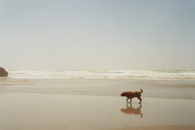 A brown dog walks alone along a sandy beach, with gentle waves and a bright, clear sky in the background. Captured in the style of film photography, the dogs reflection shimmers on the wet sand near the shoreline. | Photo by Millworks Film Photography & Prints