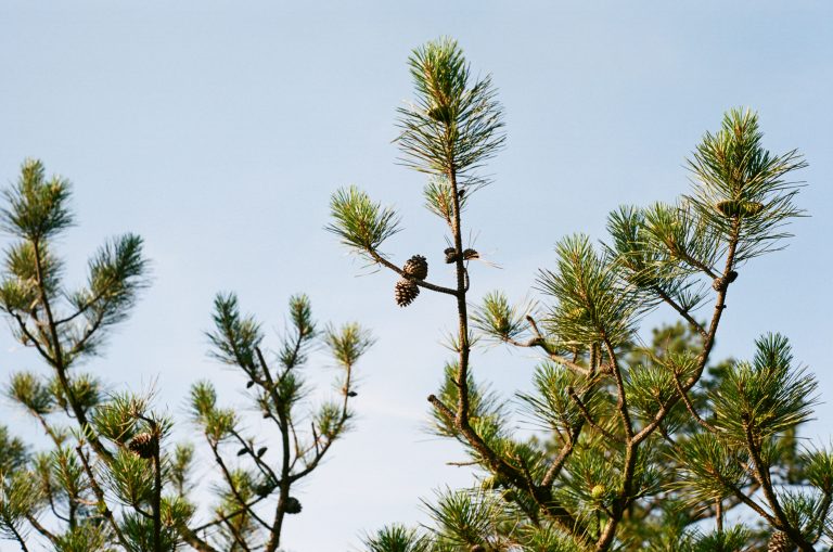Pine tree branches with cones