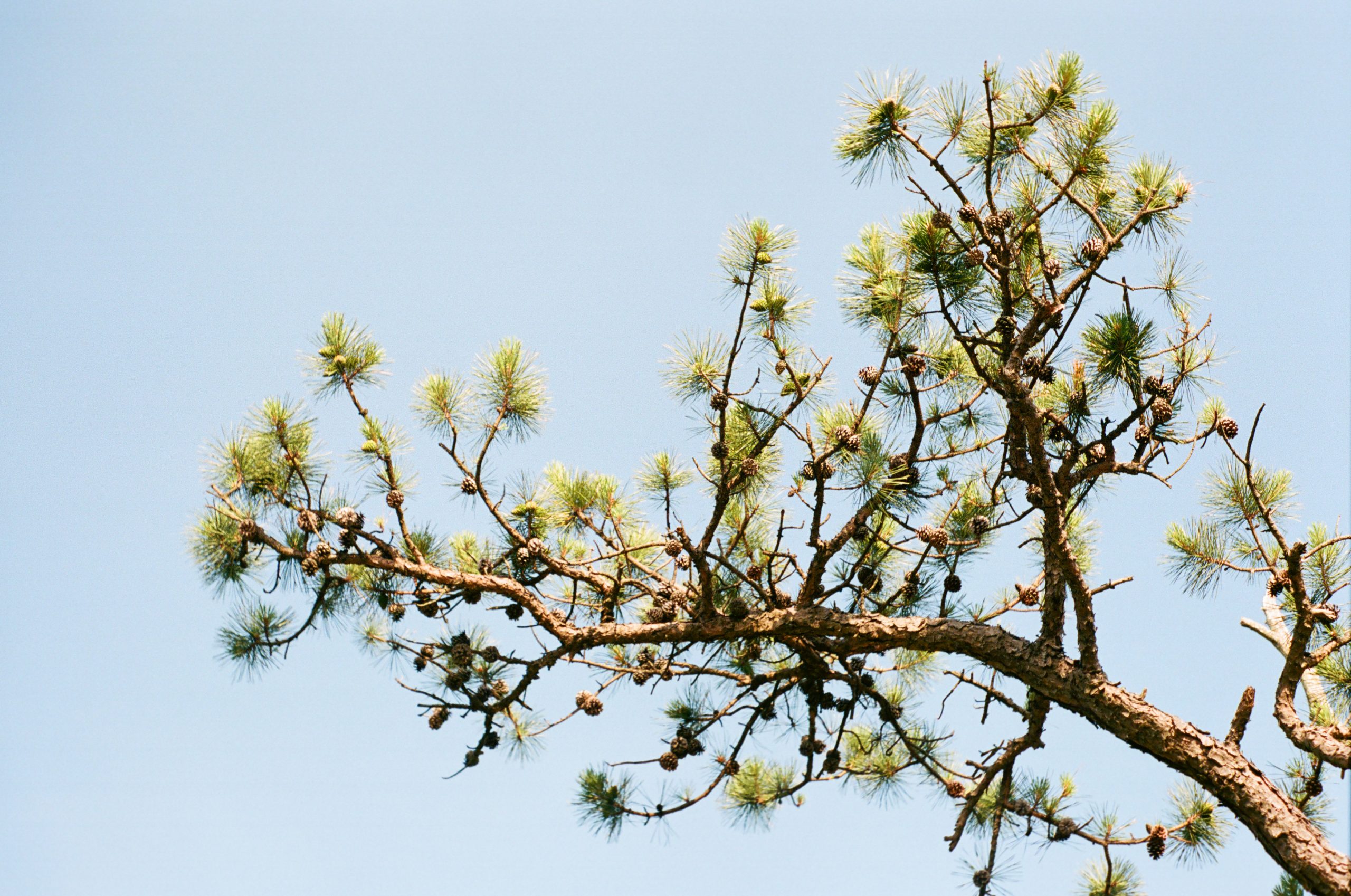 Pine tree branch against blue sky