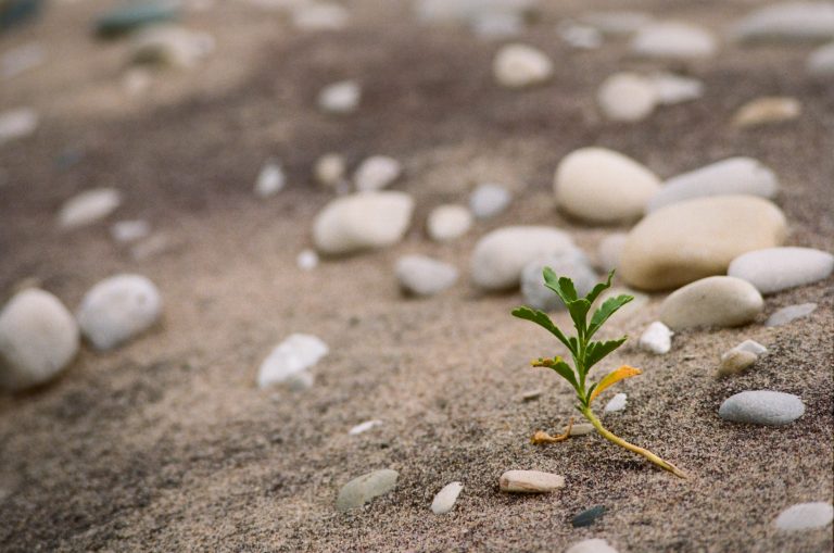 Small plant growing among pebbles.