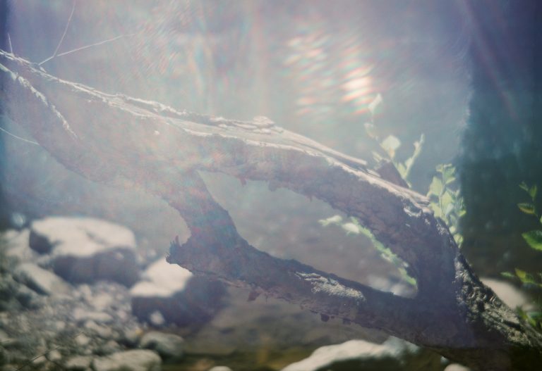 Blurred branch over water surface