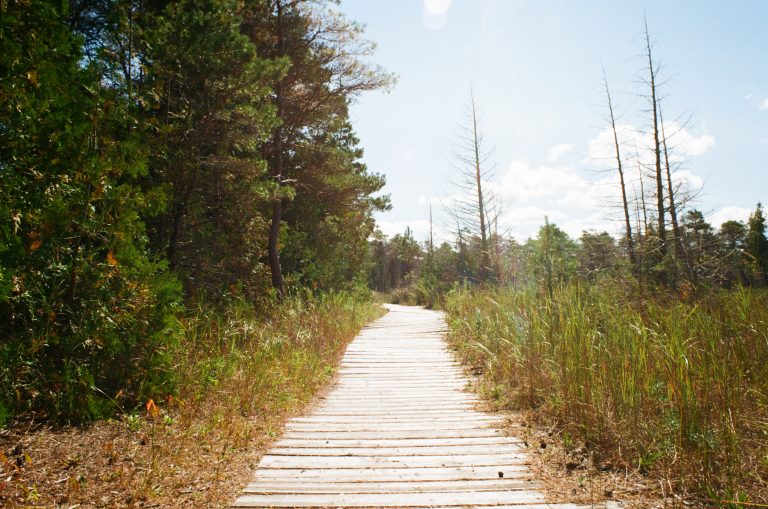 A wooden boardwalk winds through tall grass and trees under a bright blue sky, inviting you to explore nature and discover the beauty of sunlit landscapes in the forested area ahead. | Photo by Millworks Film Photography & Prints