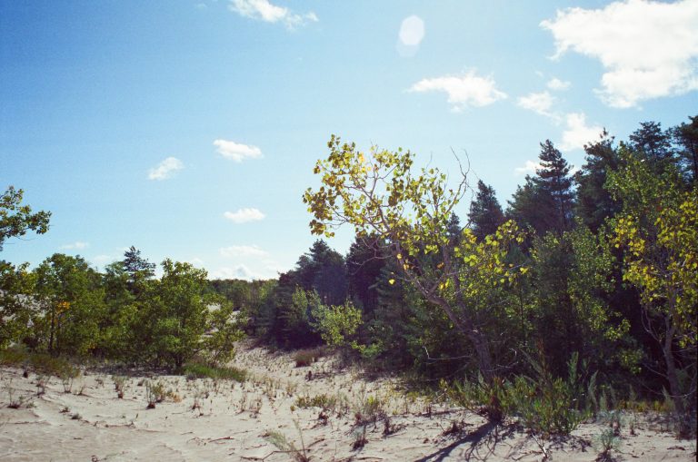 A sandy area with sparse vegetation and small green trees borders a dense forest, showcasing the beauty of nature under a bright blue sky. Sunlight casts shadows across these stunning landscapes. | Photo by Millworks Film Photography & Prints