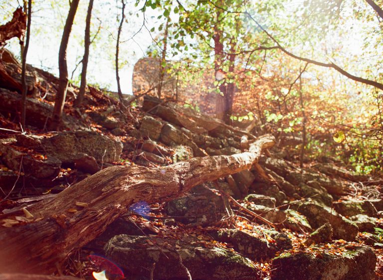 A fallen tree lies across a rocky forest floor, surrounded by sunlight filtering through green and brown leaves, creating a warm and peaceful atmosphere on a sloped hillside. | Photo by Millworks Film Photography & Prints