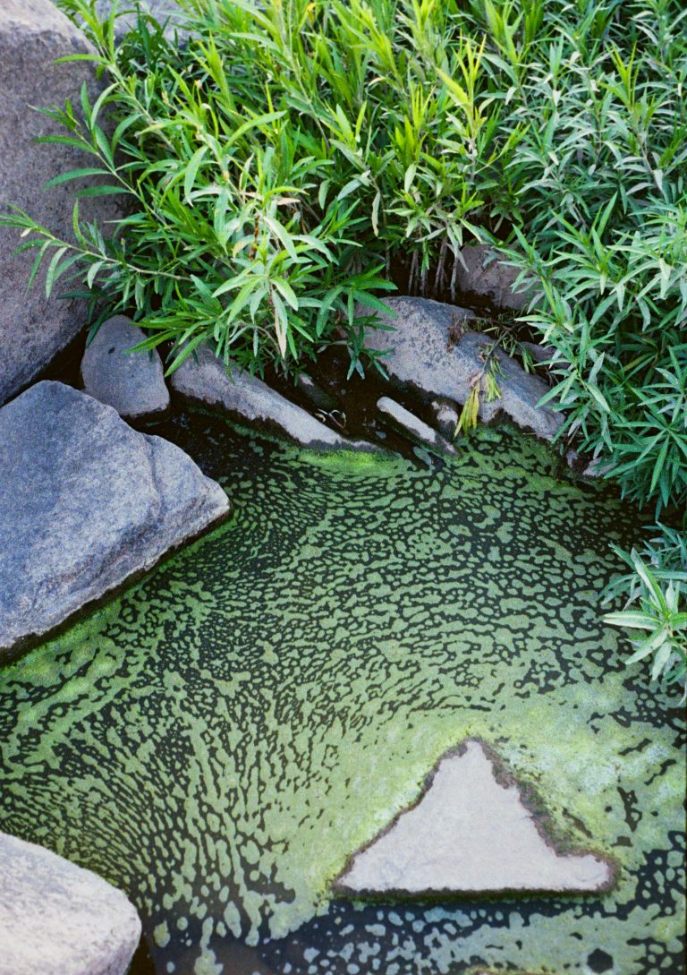 Green aquatic plants and tall grass grow between large stones at the edge of a pond. The water surface is covered with green algae, creating patterns, and a triangular stone is partially submerged in the water. | Photo by Millworks Film Photography & Prints